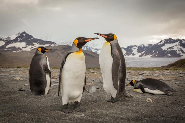 063 Zuid-Georgie, St. Andrews Bay, koningspinguins.jpg
